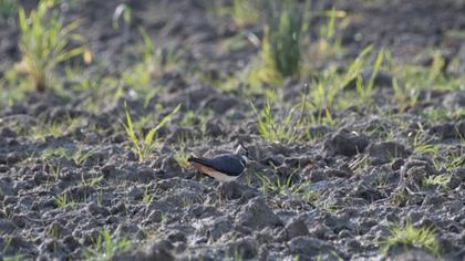 Northern Lapwing