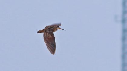 Eurasian Woodcock