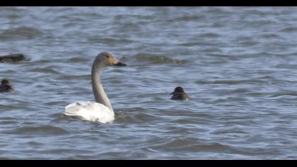 Tundra Swan