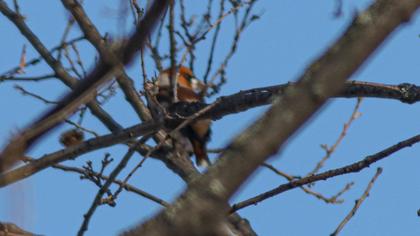 Hawfinch