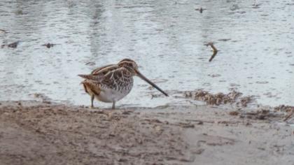 Common Snipe