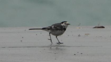 White Wagtail