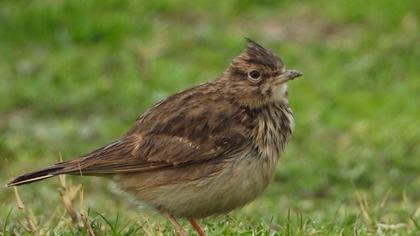 Crested Lark