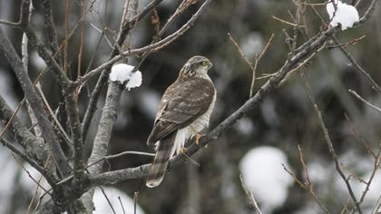 Eurasian Sparrowhawk