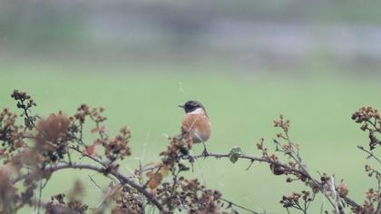 European Stonechat