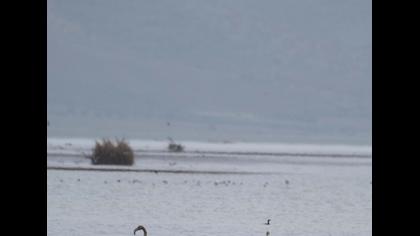 Greater Flamingo
