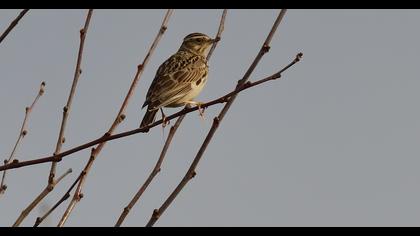Woodlark