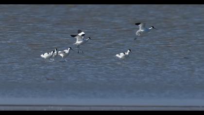 Pied Avocet