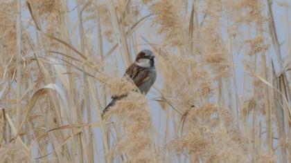 House Sparrow