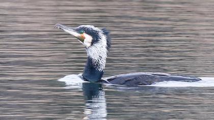 Great Cormorant