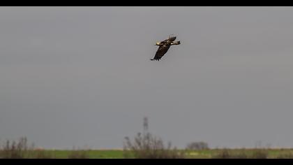 Eastern Imperial Eagle