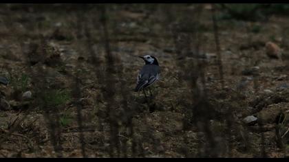 White Wagtail
