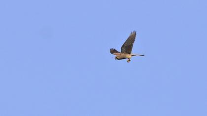 Common Kestrel