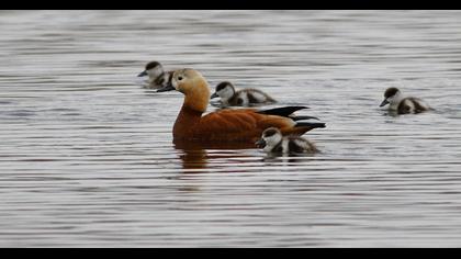 Ruddy Shelduck