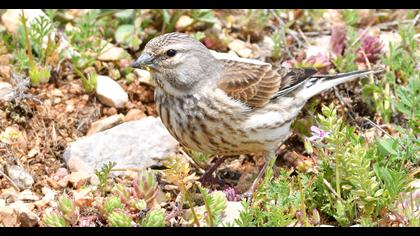 Common Linnet