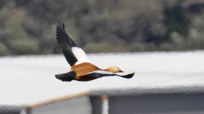 Ruddy Shelduck
