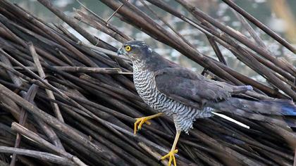 Eurasian Sparrowhawk