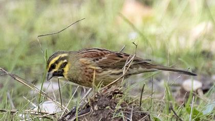 Cirl Bunting