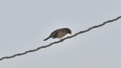 Common Blackbird
