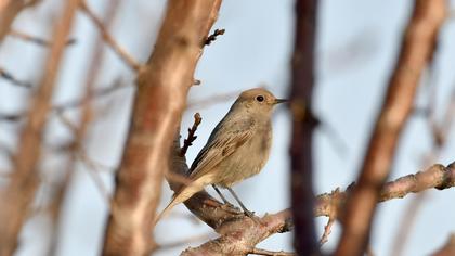 Black Redstart