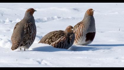 Grey Partridge