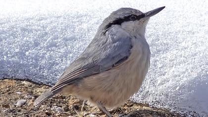 Western Rock Nuthatch
