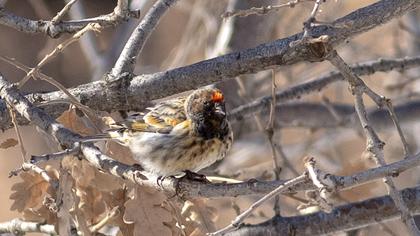 Red-fronted Serin