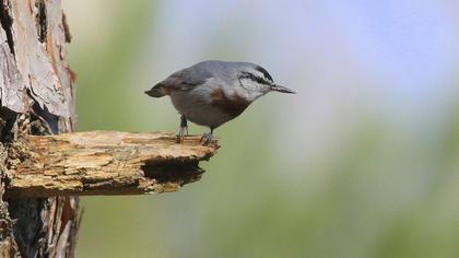Krüper`s Nuthatch