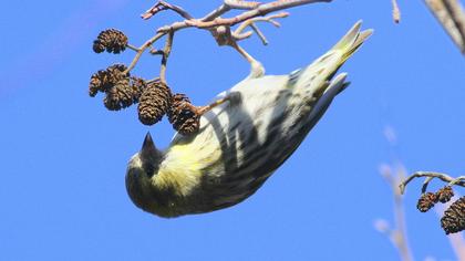 Eurasian Siskin