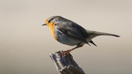 European Robin