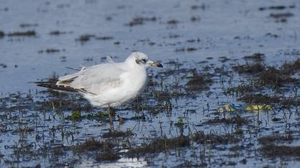 Mediterranean Gull