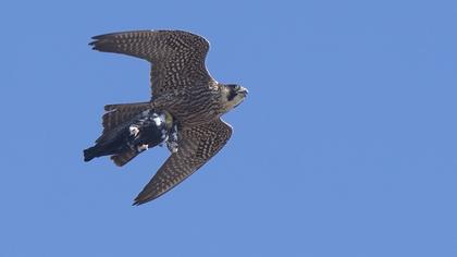 Peregrine Falcon