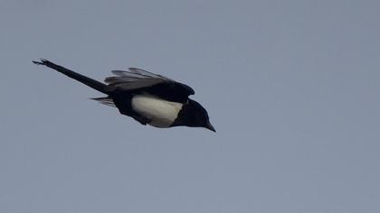 Eurasian Magpie