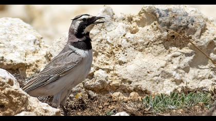 Horned Lark