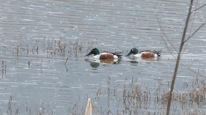 Northern Shoveler