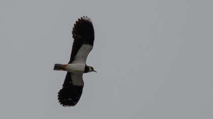 Northern Lapwing
