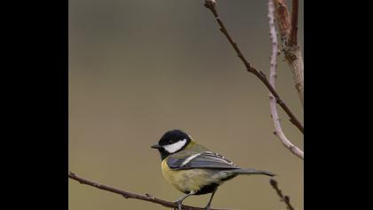 Great Tit