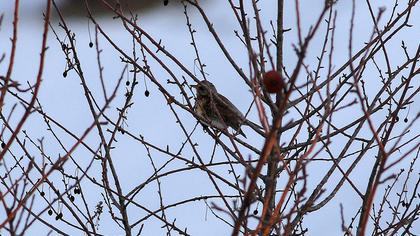 Fieldfare