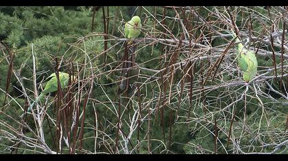 Rose-ringed Parakeet