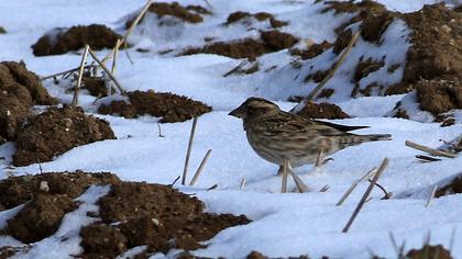 Rock Sparrow