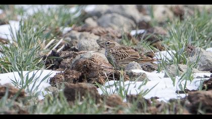 Eurasian Skylark
