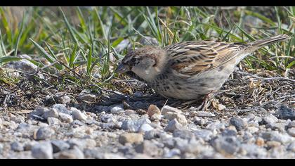 Spanish Sparrow