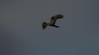 Western Marsh Harrier