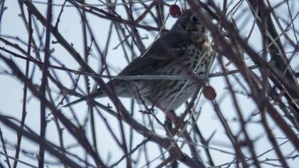 Song Thrush