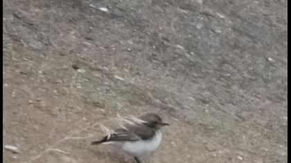 Finsch`s Wheatear