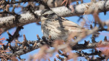 Radde`s Accentor