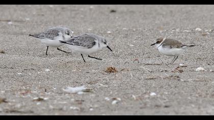Sanderling