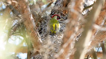 European Green Woodpecker