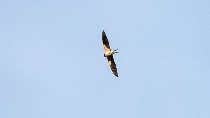 Barn Swallow
