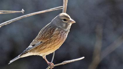 Common Linnet